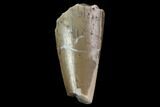 Fossil Phytosaur Tooth - Arizona #88607-1